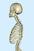 ���w�̔w���̏��